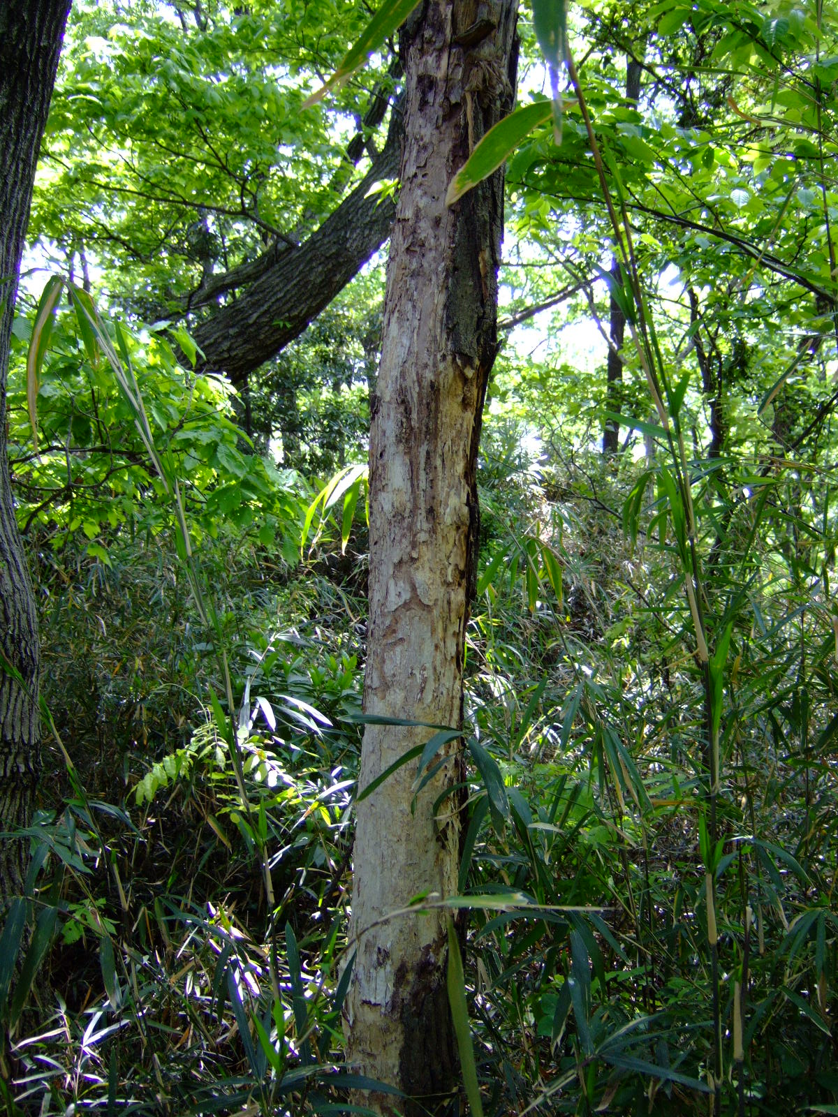 DSCF1096.JPG